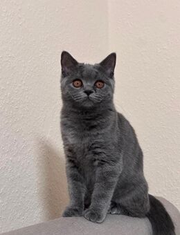 Britisch Kurzhaar Kitten – verspielt & stubenrein – Abgabe in Dortmund - Dortmund