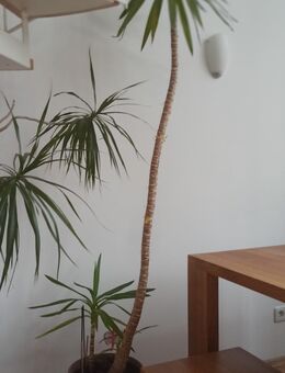 Yucca Palme gebraucht - ca. 220cm hoch - inkl. Topf - München