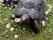 Maurische Landschildkröten abzugeben - Stolberg (Rheinland, Kupferstadt)