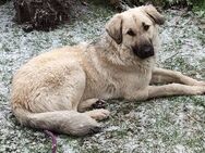 Kangal Hund zu verkaufen - Berlin