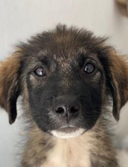 Moglito, geb. ca. 03/2025, GRIECHENLAND - Euskirchen