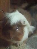 Meerschweinchen in 23968