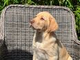 🐶 Labrador Retriever Welpen in 24229