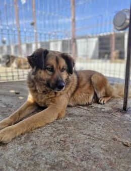 Eddi sucht Traumzuhause - Neuberg