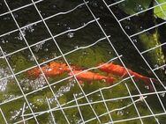 Junge Goldfische - Teichfische Kaltwasserfische fürs Aquarium - Niederwerrn