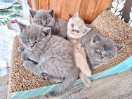 BKH- Kitten - Pätow-Steegen