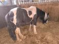Tricolour Irish Cob Jährling in 34379