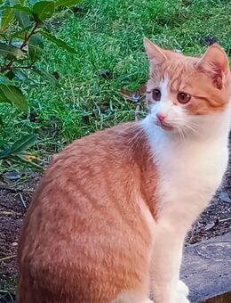 EKH Kitten Mix Rot /Weiss Kätzchen - Wendelstein