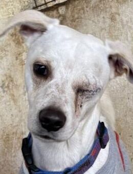 Arctos, geb. ca. 10/2024, GRIECHENLAND - Euskirchen