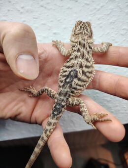 Farbbartagame babys NZ06/ 25 in gute Hände ab zu geben - Gotha
