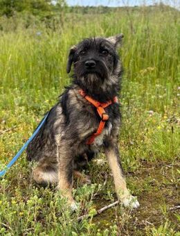 Kovu soll nicht in Rumänien aufwachsen - Blankenheim (Nordrhein-Westfalen)