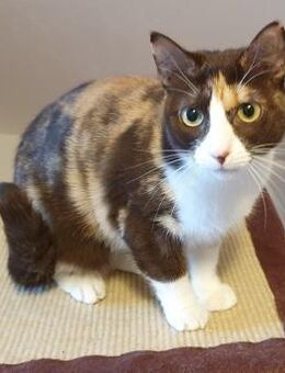 Dreifarbige Nikita auf Nestchensuche - Neunkirchen (Saarland)