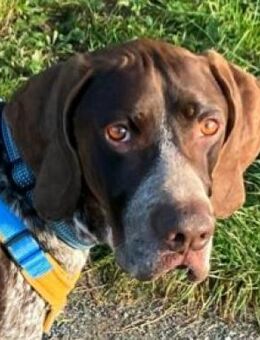 Lieber Ragnar sucht seine Familie - Morsbach