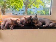 6 wunderschöne BkH Kitten suchen ein neues liebevolles zu Hause - Köln
