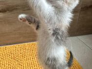 BKH Katze Mischling Langhaar Mix - Stolberg (Rheinland, Kupferstadt)