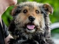 Milo, verschmuster Hund, ca.6 Jahre - Vaterstetten