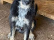 Wali ist ein lebensfroher Hundebub 🐾 - Elsdorf (Nordrhein-Westfalen)