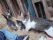 Junge Kätzchen, Kitten, Katzen - Borken