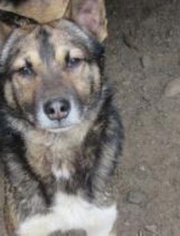 Ben - Der Interessierte 🐾 - Elsdorf (Nordrhein-Westfalen)