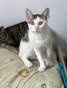 ✨😸Brüder Sherlock & Olli 😸✨ - Eislingen (Fils)