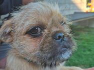 Terrier Mops Mischlingswelpen - Geisenfeld