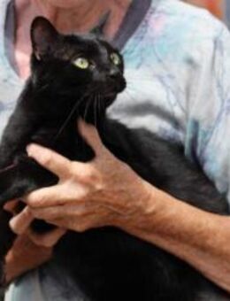 Einzelprinz Samason sucht Kuschelplatz - Walluf