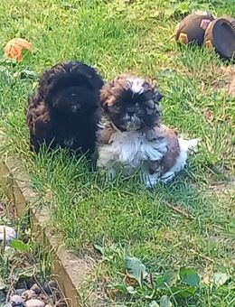Reinrassige Shih-Tzu Welpen 850€, 39606 Osterburg - Osterburg (Altmark)