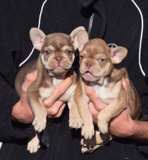 Französisch Bulldog Babys