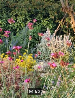 Schmalblättrige Riesen - Nelke (Dianthus giganteus) - Horgenzell