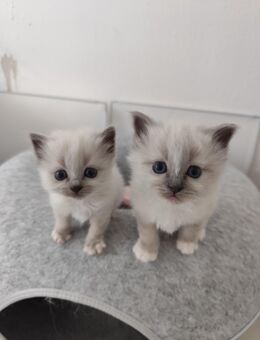 Heilige Birma Kitten geb 10.9 - Wittmar