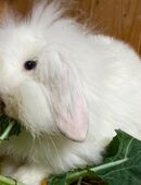 Zwergwidder 12 Woche zwergkaninchen abzugeben in 38723