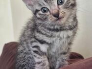 Bkh Mix Kitten. - Wangerland