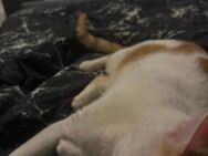 Ein Jähriger Kater - Wetzlar