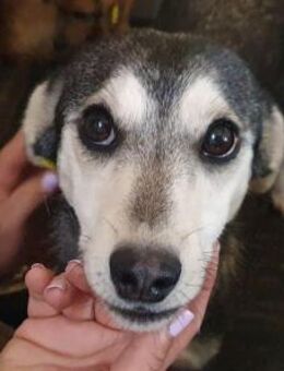 FRITZI-zarte,aufgeschlossene Hündin,43cm - Rösrath