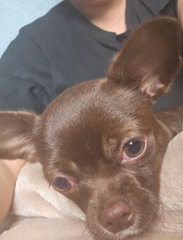 Chihuahua welpe Rüde - Osnabrück