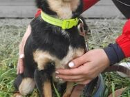 Bald in 53129 BONN - kleiner Hund Buzz - Linden (Hessen)