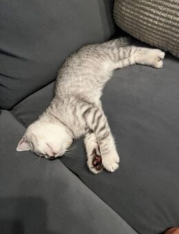 Britisch Kurzhaar Katze - Berlin