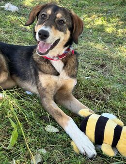 Nalani sucht aktive Menschen - Braunschweig