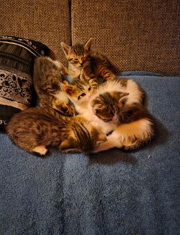 Kitten - Bad Schussenried