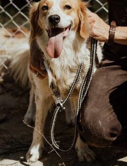 Treue Rose - Stuttgart