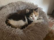 BKH-MIX Kitten - Kehrig