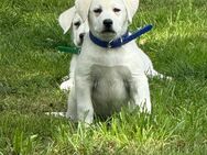 Weisse Labradorwelpen o.P. zu verkaufen - Bad Saulgau Zentrum
