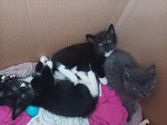 Kitten Mischling zu verkaufen - Ruppichteroth