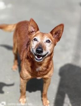 Traumhund BOBBY 💜 sucht Altersruhesitz - Fahrenzhausen