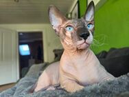 Sphynx Kater - Bad Harzburg