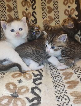 Kitten suchen zuhause auf Lebenszeit - Niederwürschnitz