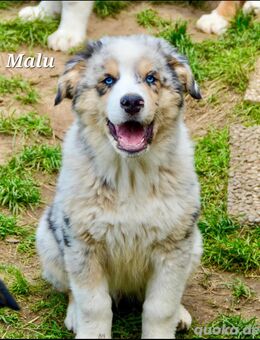 Collie Golden Retriever Australian Shepherd Welpen - Berlin