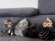 Süße Katzenbabys suchen ein liebevolles Zuhause! - Frankfurt (Main)