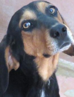 Jack 6 -verschmust und verspielt- - Oldenburg