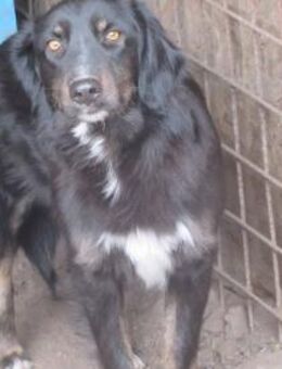 Romy lebt in ständiger Angst 🐾 - Elsdorf (Nordrhein-Westfalen)